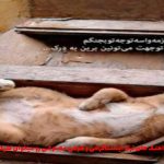 دانلود آهنگ کجایی از رضا کرمی تارا و محمد امیری و مهیاد و علی سورنا و مهدیار